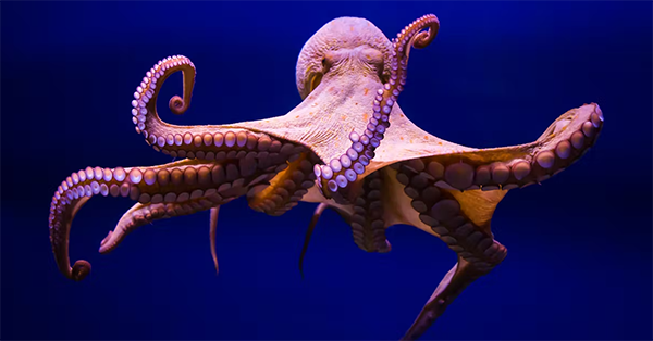 Octopus