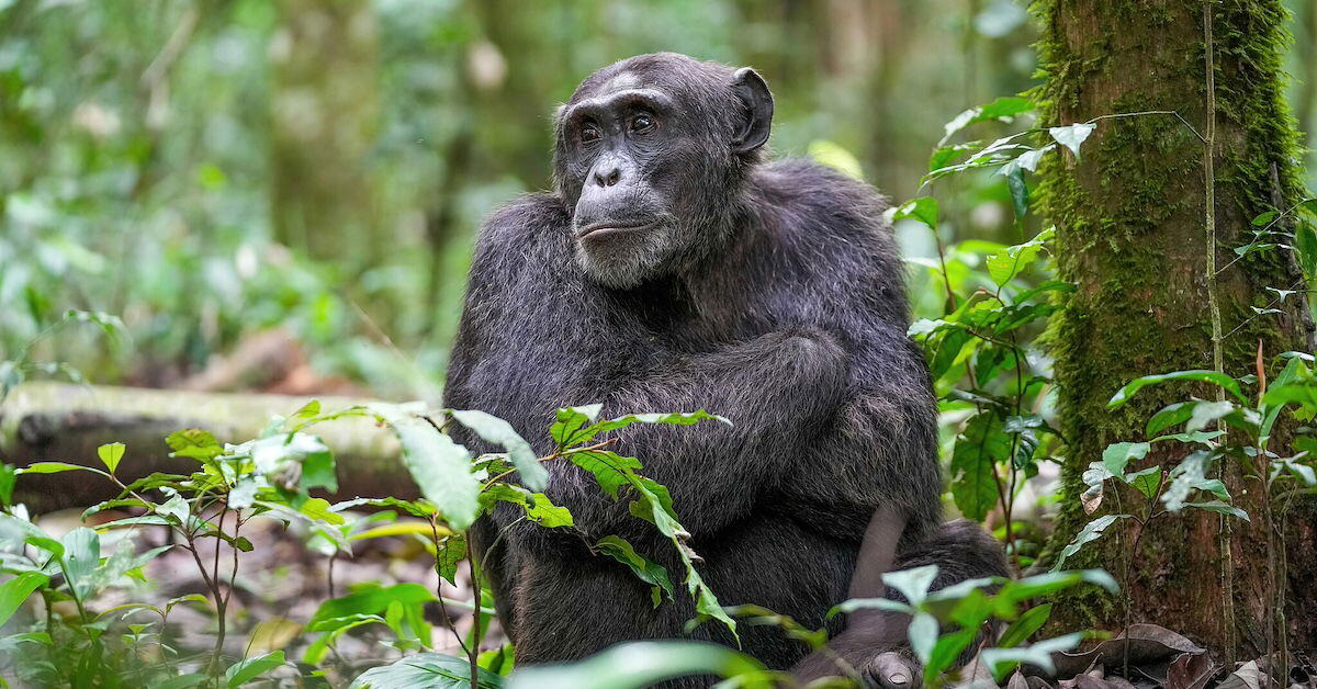Chimpanzee