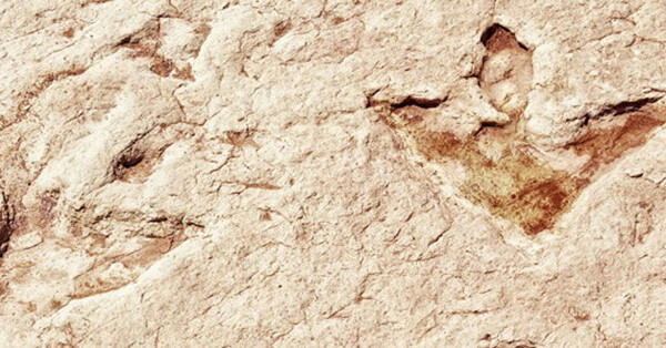 Dinosaur Footprints