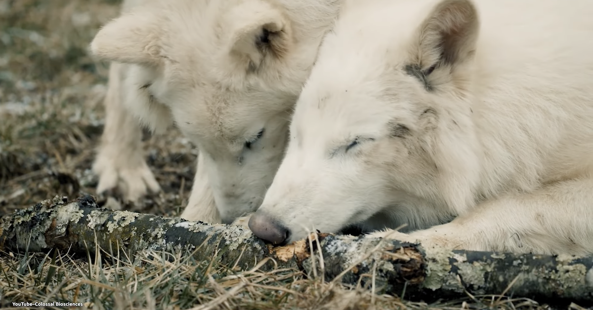 Wolves