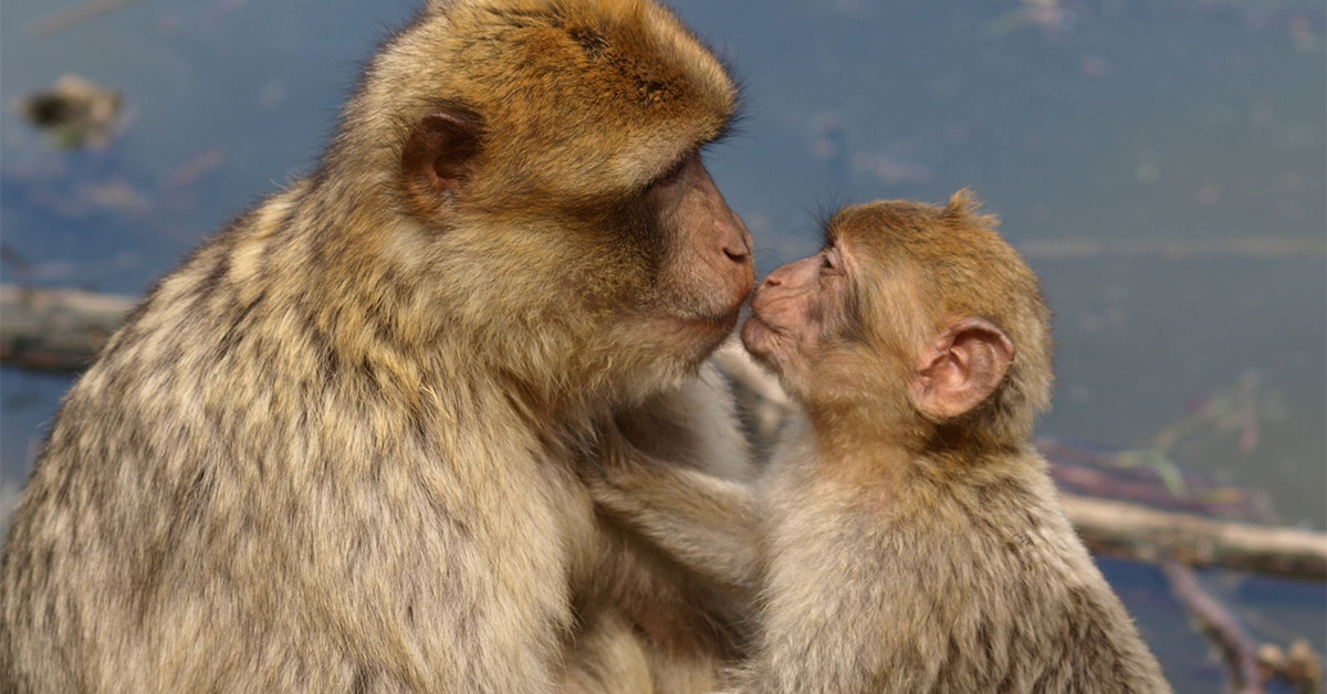 Kissing Monkeys