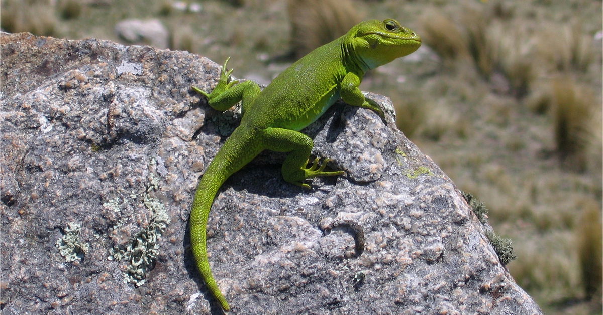 Iguana