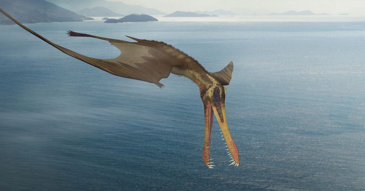 Pterosaur