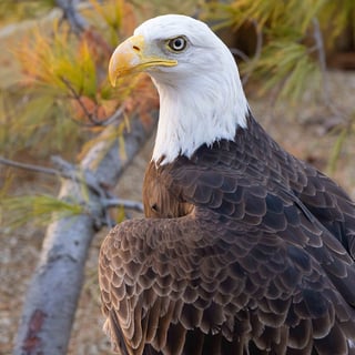 ae-ararat-ridge-zoo-bald-eagle
