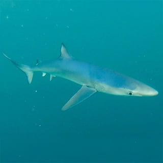 Blue Shark