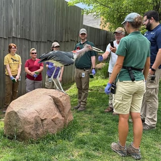 Behind the Scenes Experience: Storks and Tortoise