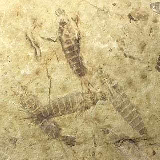 Fossil