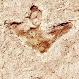 Dinosaur Footprint