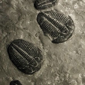 Fossils