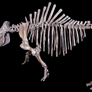 rhino-fossil-wikimedia