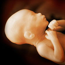 Baby in Womb