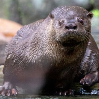 Neotropical River Otter