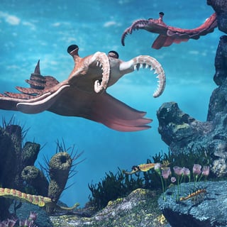 Aquatic Animal Illustration